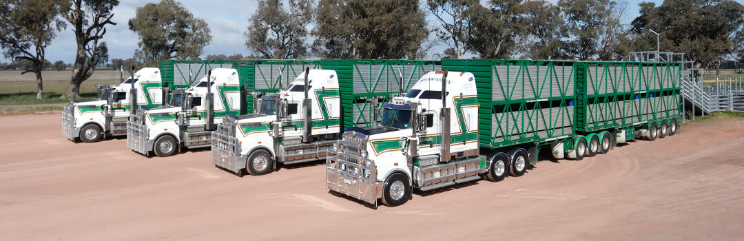 Meet the truckers – Shanahan’s Livestock Transport